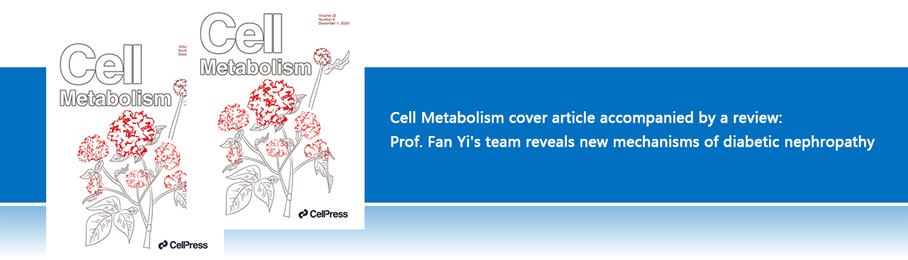 Cell Metabolism cover article accompanied by a review: Pro. Fan Yi's team reveals new mechanisms of diabetic nephropathy