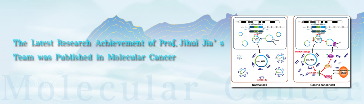 The Latest Research Achievement of Pro. Jihui Jia’s Team was Published in Molecular Cancer